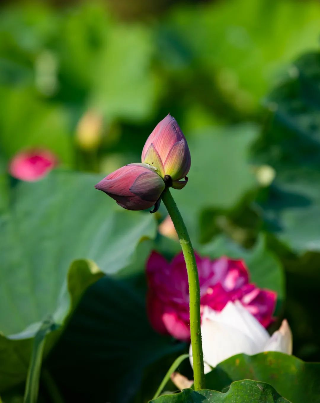 1632879193787686.jpg 微信圖片_20210929092125.jpg